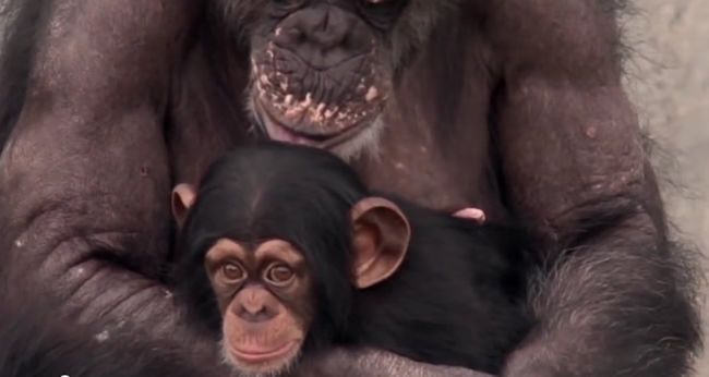 Video: Šimpanzy majú kam ísť na zaslúžený odpočinok