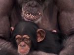 Video: Šimpanzy majú kam ísť na zaslúžený odpočinok