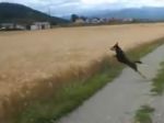 Video: Pes miluje hru v obilnom poli