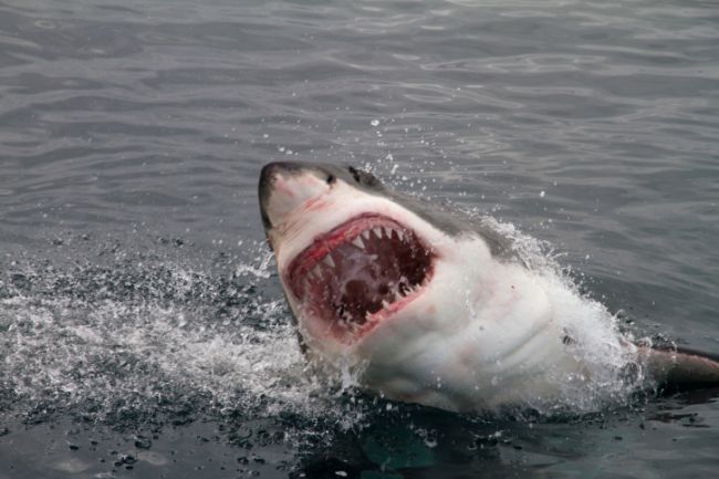 Žralok útočil pri brehoch Tasmánie, za obeť mu padol potápač