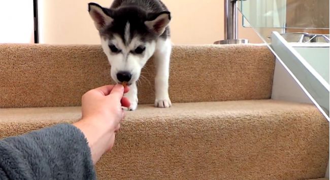 Video: Malý husky má problém zísť po schodoch