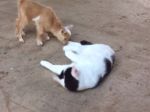 Video: Na mačku nespraví dojem nič