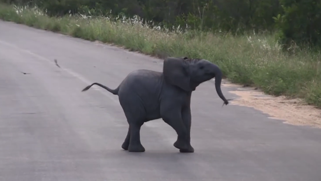 Video: Sloníča naháňa lastovičky
