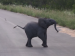 Video: Sloníča naháňa lastovičky