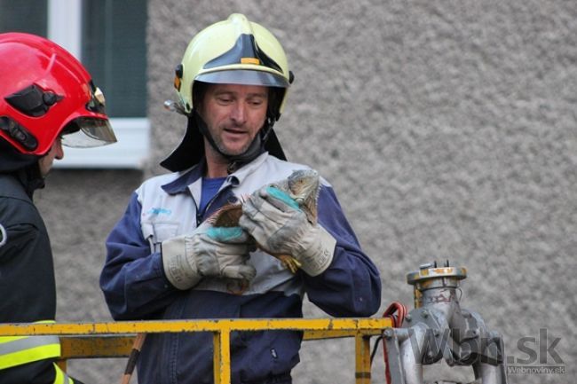 Zvláštny deň žilinských hasičov, ratovali leguána 'na úteku'