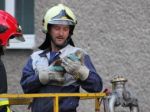 Zvláštny deň žilinských hasičov, ratovali leguána 'na úteku'