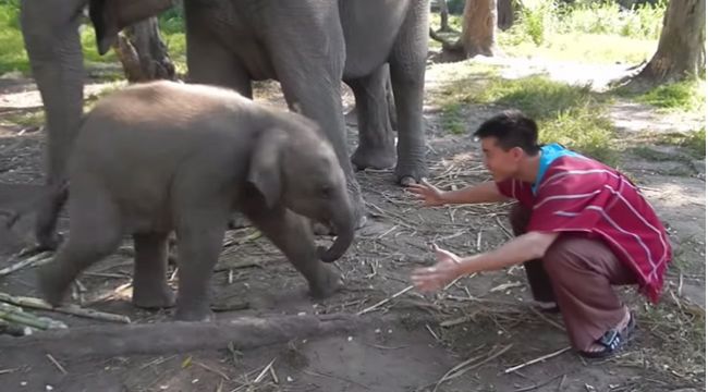 Video: Malý sloník sa rád túli