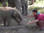 Video: Malý sloník sa rád túli