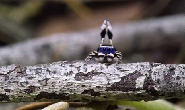 Video: Pavúk páví predvádza svoj tanec