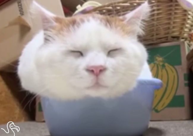 Video: Mačky v miskách