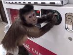 Video: Šikovná opica si vie kúpiť nápoj z automatu
