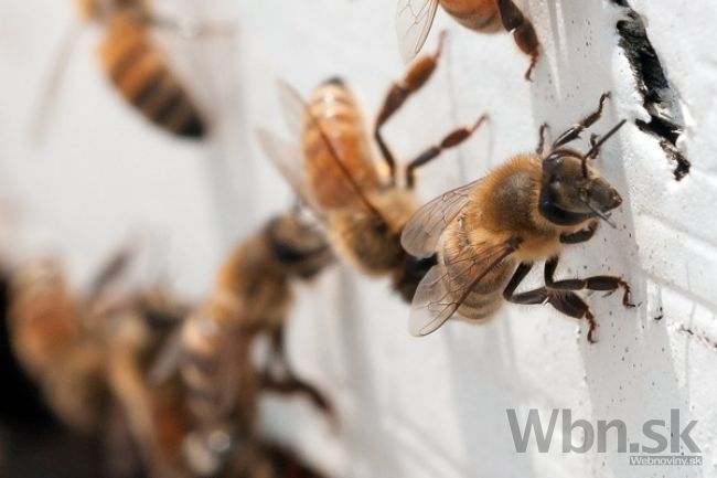 Turistu vo Vrátnej uštipla včela, upadol do bezvedomia