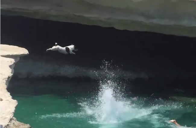 Video: Pes, ktorý má rád adrenalín