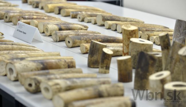 V Zürichu zhabali slonovinu za státisíce, smerovala do Číny
