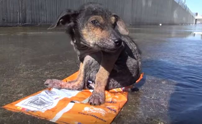 Video: Záchrana psíka