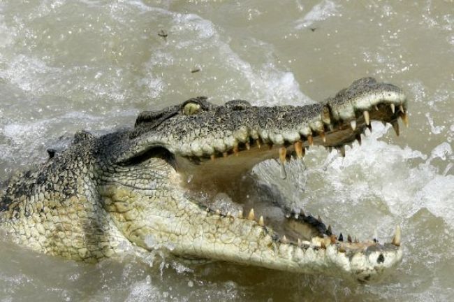 Vo vyhodenej mrazničke v Austrálii našli 70 krokodílích hláv