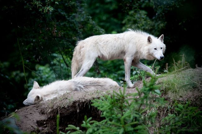 Takmer 2 000 ľudí podporilo svorku vlkov v bratislavskej ZOO