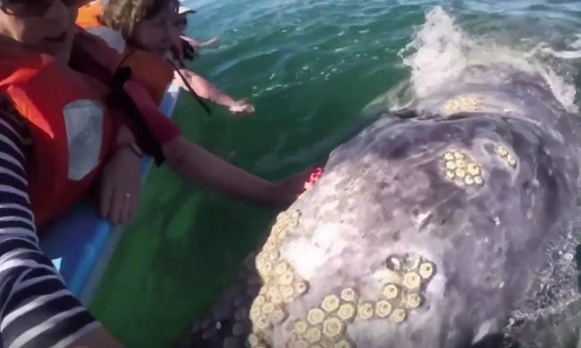 Video: Veľryba s mláďaťom sa hrajú s turistami
