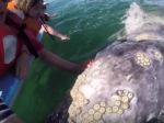 Video: Veľryba s mláďaťom sa hrajú s turistami