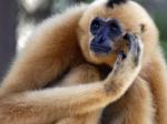 Vedci zistili, kedy začali vymierať najvzácnejší primát