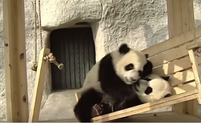Video: Malé pandy sa hrajú