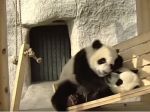 Video: Malé pandy sa hrajú