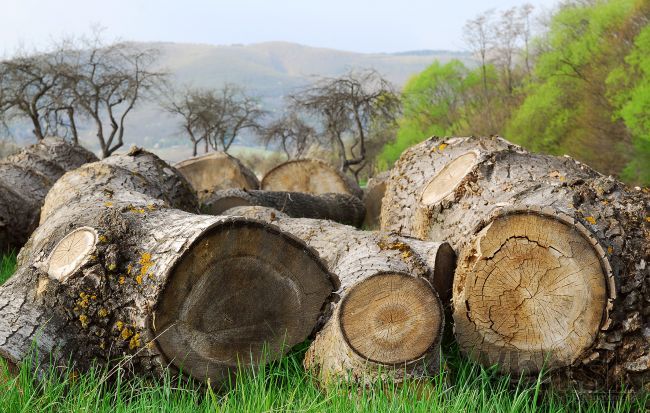 Štátni lesníci zavádzajú nový systém, oštítkujú každý kmeň