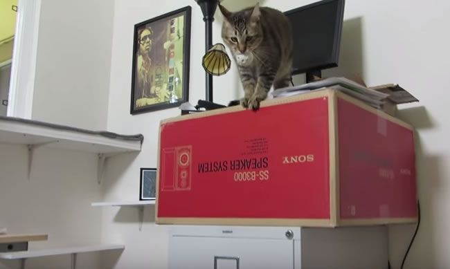 Video: Mačka si musí svoju večeru zaslúžiť