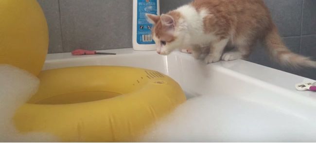 Video: Mačka, ktorá oľutovala svoju zvedavosť
