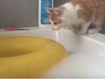 Video: Mačka, ktorá oľutovala svoju zvedavosť