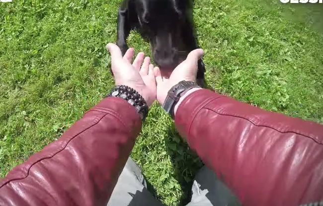 Video: Ako reagujú na kúzelné triky psy?