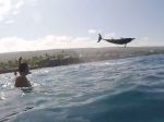 Video: Delfín sa predvádza pred turistami