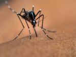 Francúzi uzavreli park, majú dočinenia s vražednými komármi