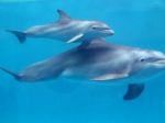 Izrael vyslal údajne na špionáž delfína, Hamas ho zajal