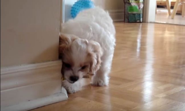 Video: Pes vs. zarážka do dverí