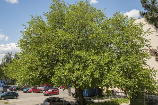 Strom roka zabetónujú do parkoviska, záchranári sa búria