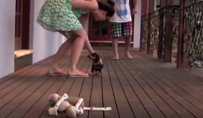 Video: Maličký psík chráni svoju majiteľku