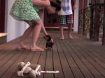 Video: Maličký psík chráni svoju majiteľku