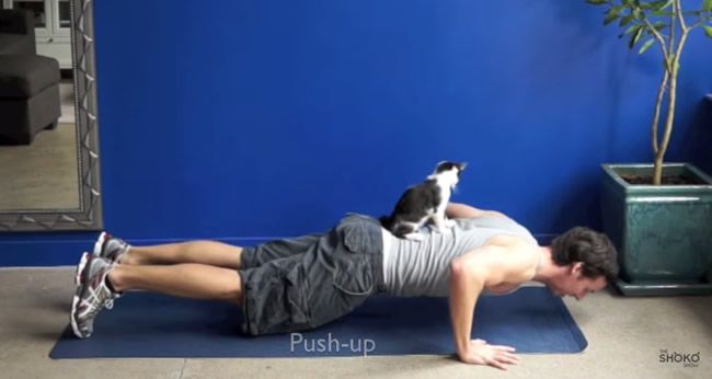 Video: Ako cvičiť s mačkou