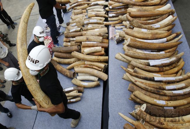 V Thajsku zničili dve tony ilegálnej slonoviny