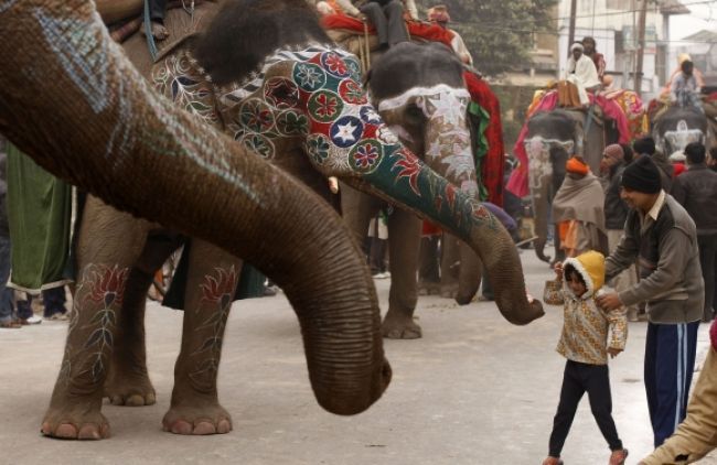 Slon usmrtil svojho vodcu a s turistami zmizol v džungli