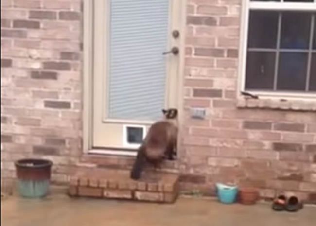Video: Tvrdohlavá mačka