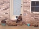Video: Tvrdohlavá mačka