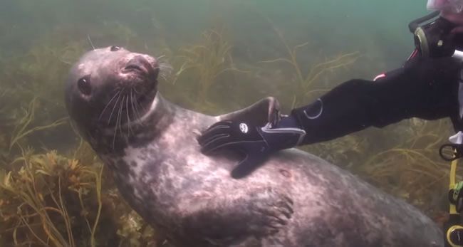 Video: Aj tuleň miluje škrabkanie na bruchu