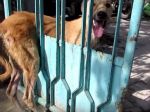 Video: Pomoc pre psíka v núdzi