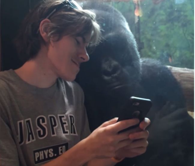 Video: Gorila si rada pozrie vaše fotografie