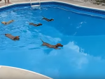 Video: Preteky psíkov v plávaní