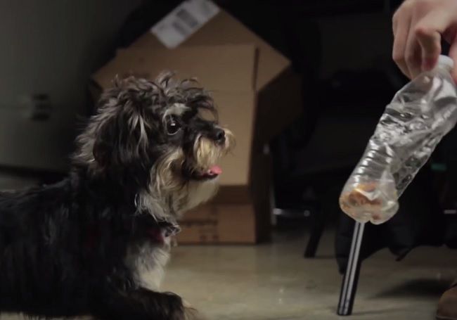  Video: 7 trikov, ktoré by mal ovládať každý majiteľ psa