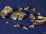 Prelomový objav: V Južnej Afrike našli nový druh predchodcu človeka