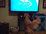 Video: Psík miluje sledovanie tenisu